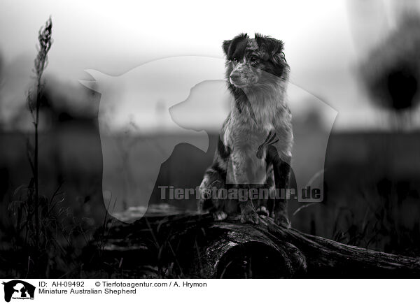 Miniature Australian Shepherd / Miniature Australian Shepherd / AH-09492