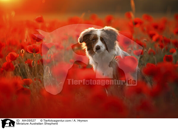 Miniature Australian Shepherd / Miniature Australian Shepherd / AH-09527