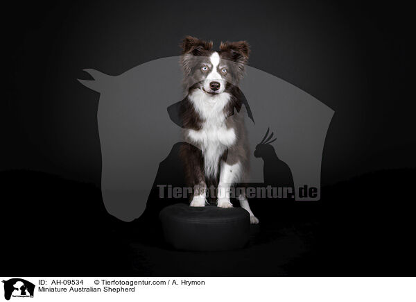 Miniature Australian Shepherd / Miniature Australian Shepherd / AH-09534