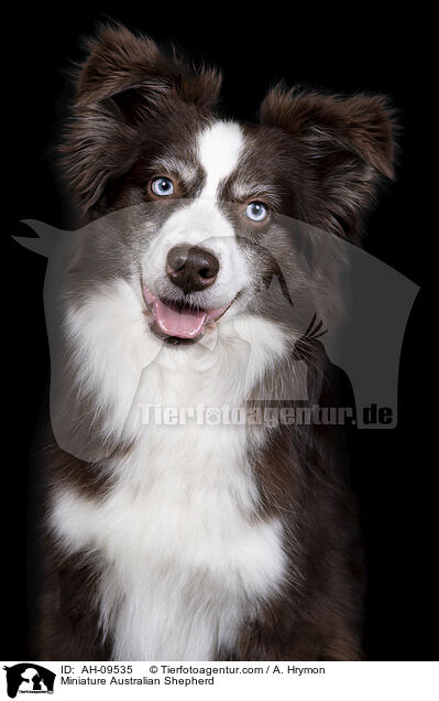 Miniature Australian Shepherd / Miniature Australian Shepherd / AH-09535