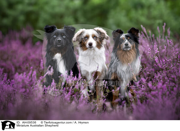 Miniature Australian Shepherd / Miniature Australian Shepherd / AH-09536