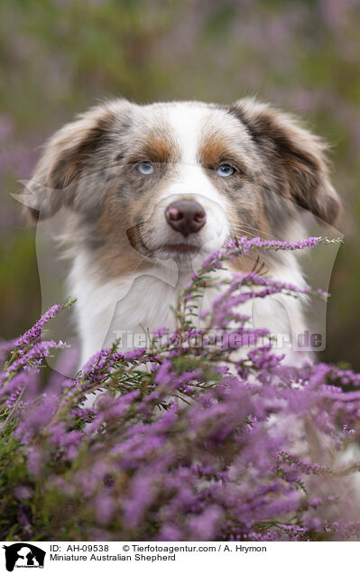 Miniature Australian Shepherd / Miniature Australian Shepherd / AH-09538