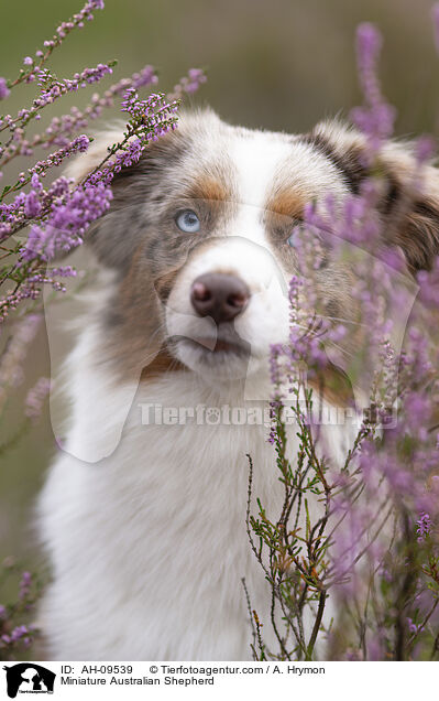 Miniature Australian Shepherd / Miniature Australian Shepherd / AH-09539