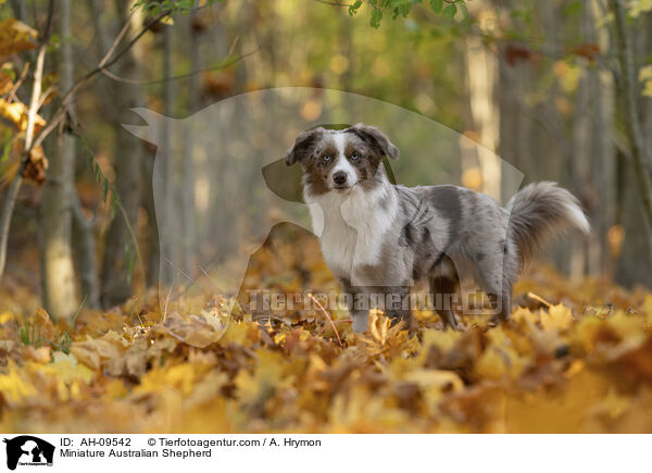 Miniature Australian Shepherd / Miniature Australian Shepherd / AH-09542