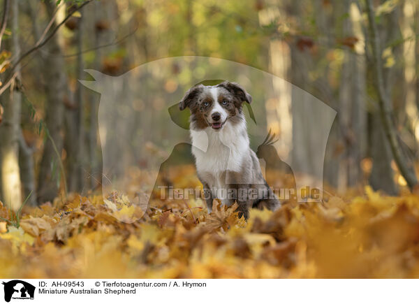 Miniature Australian Shepherd / Miniature Australian Shepherd / AH-09543