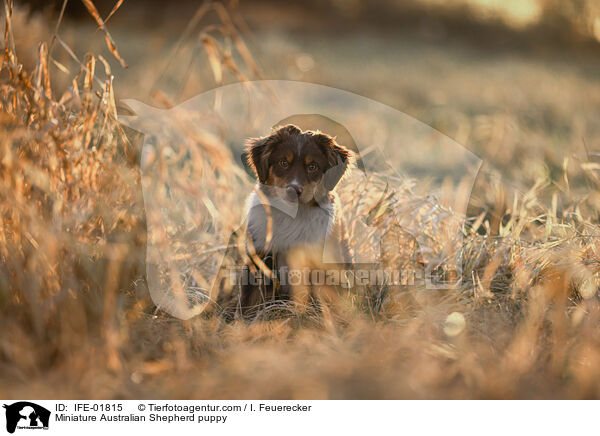 Miniature Australian Shepherd Welpe / Miniature Australian Shepherd puppy / IFE-01815