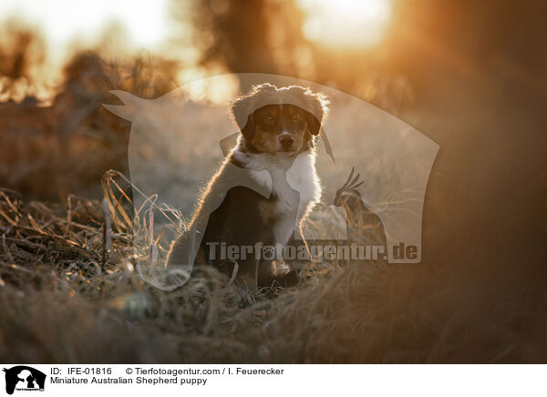 Miniature Australian Shepherd Welpe / Miniature Australian Shepherd puppy / IFE-01816