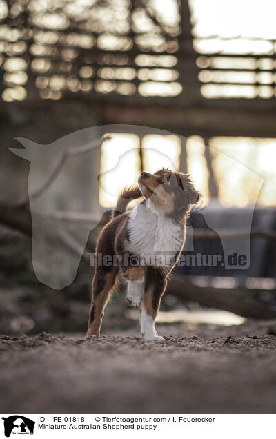 Miniature Australian Shepherd Welpe / Miniature Australian Shepherd puppy / IFE-01818