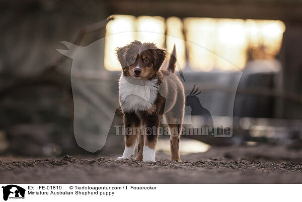 Miniature Australian Shepherd Welpe / Miniature Australian Shepherd puppy / IFE-01819