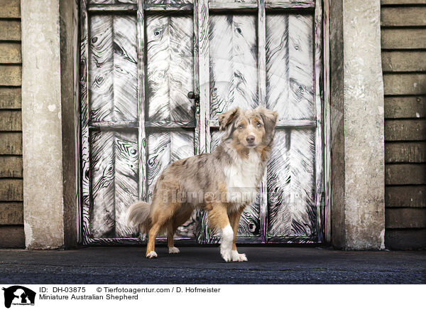 Miniature Australian Shepherd / Miniature Australian Shepherd / DH-03875