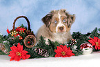Miniature Australian Shepherd at christmas