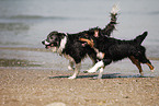 playing dogs