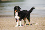 Miniature Australian Shepherd