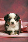 Miniature Australian Shepherd Puppy