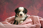Miniature Australian Shepherd Puppy