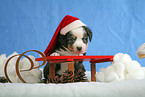 Miniature Australian Shepherd Puppy