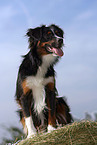 Miniature Australian Shepherd
