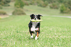running Miniature Australian Shepherd