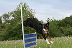 Miniature Australian Shepherd at agility