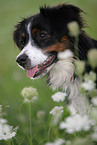 Miniature Australian Shepherd Portrait