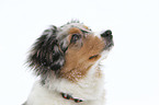 young Miniature Australian Shepherd
