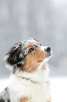 young Miniature Australian Shepherd