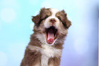 Miniature Australian Shepherd Puppy