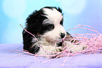 Miniature Australian Shepherd Puppy