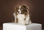 lying Miniature Australian Shepherd