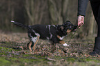young Miniature Australian Shepherd