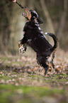 young Miniature Australian Shepherd
