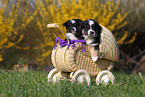 Miniature Australian Shepherd Puppies