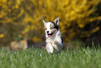 Miniature Australian Shepherd Puppy