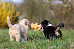 Miniature Australian Shepherd Puppies