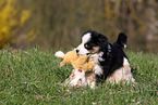 Miniature Australian Shepherd Puppies