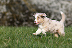 Miniature Australian Shepherd Puppy