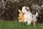 Miniature Australian Shepherd Puppy
