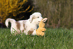 Miniature Australian Shepherd Puppy