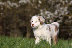 Miniature Australian Shepherd Puppy