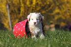 Miniature Australian Shepherd Puppy