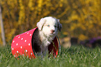 Miniature Australian Shepherd Puppy