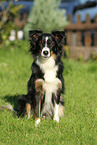 sitting Miniature Australian Shepherd