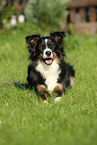 lying Miniature Australian Shepherd