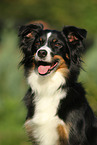 Miniature Australian Shepherd Portrait