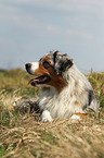 lying Miniature Australian Shepherd