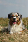 lying Miniature Australian Shepherd