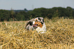 Miniature Australian Shepherd Portrait