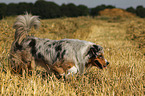 walking Miniature Australian Shepherd