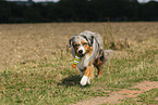 walking Miniature Australian Shepherd