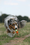 walking Miniature Australian Shepherd